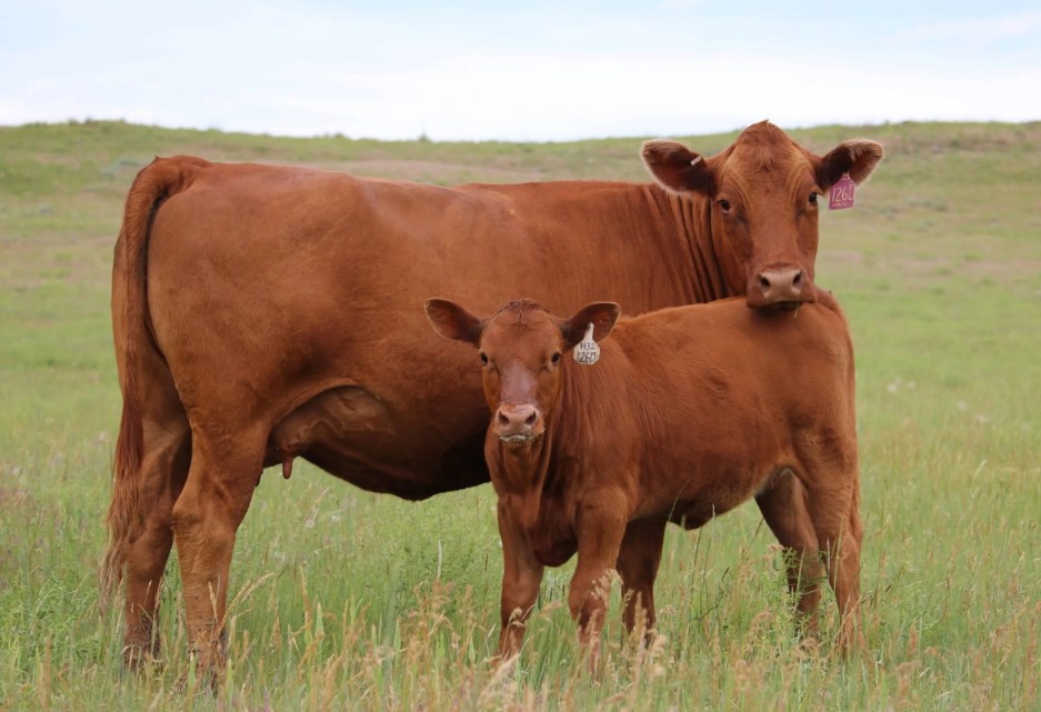 Красная белорусская порода КРС