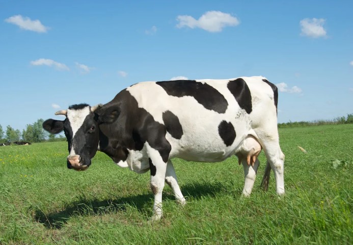 Возраст осеменения КРС