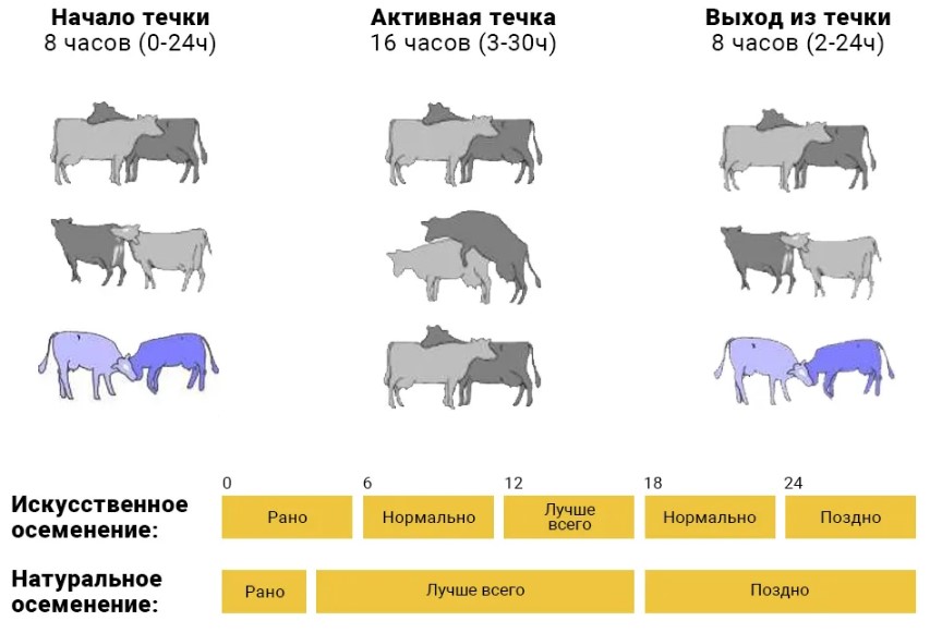 Методы осеменения коров