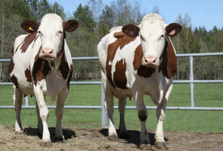 Осеменение коров