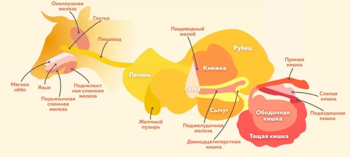 Пищеварительная система КРС
